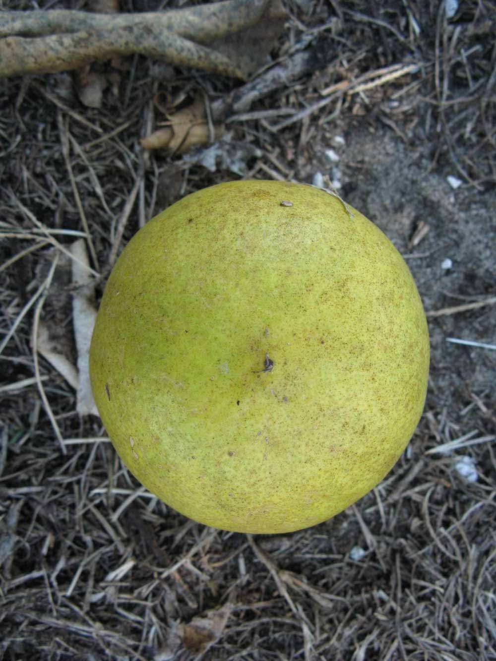            Fruit (Winter Haven, FL)   